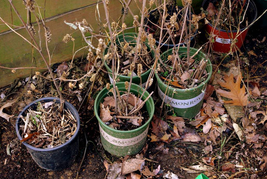 It's Not Work, It's Gardening! Bring out your dead!